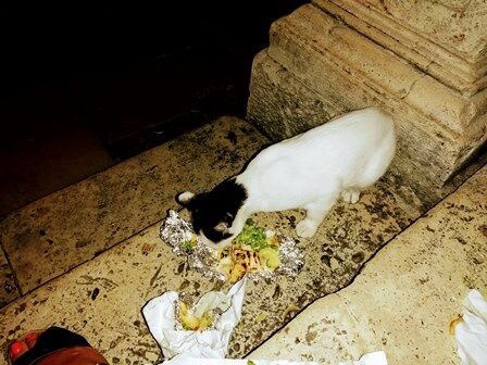 Gato comiendo con nosotros en las escaleras de la Iglesia de San Blas en Dubrovnik