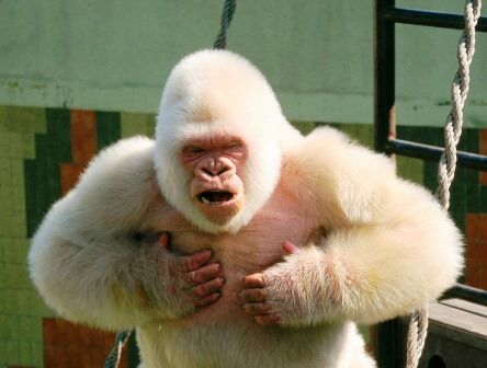Copito de Nieve, gorila albino del Zoo de Barcelona