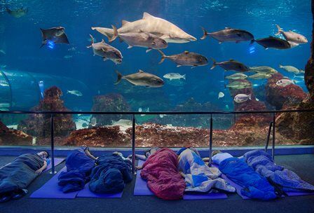 Dormir con tiburones en el Aquarium de Barcelona