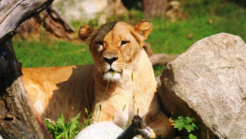 Leona en el Zoo de Barcelona