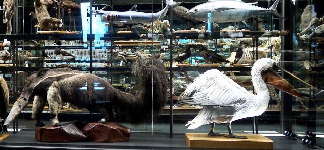 Animales disecados en el Museo Blau, en el Parc del Forum