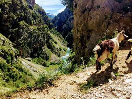 Cabras que nos pasan rozando en la Ruta del Cares
