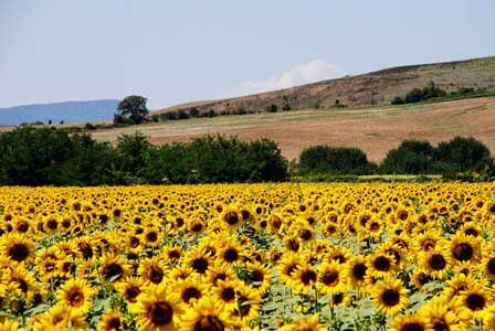 Girasoles en la Toscana