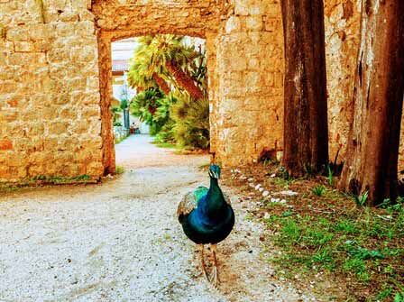 Pavo real deambulando por la isla de Lokrum en Dubrovnik