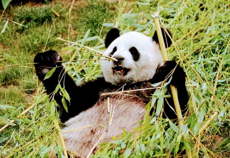 Visitar Pairi Daiza (Bélgica)