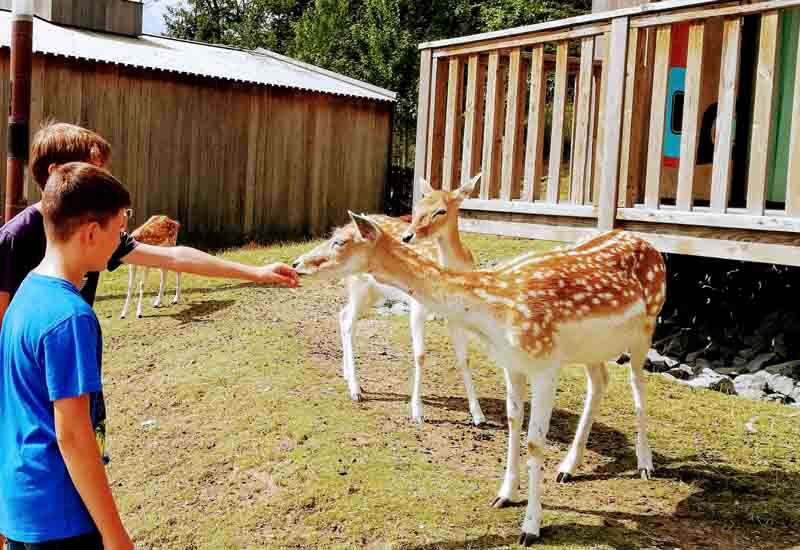 Visitar Pairi Daiza (Bélgica)