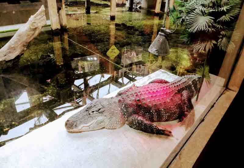 Visitar Pairi Daiza (Bélgica)