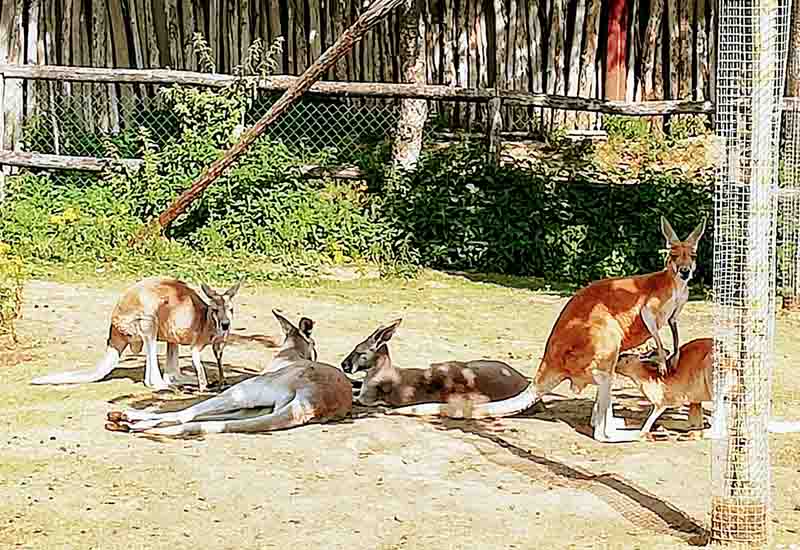 Visitar Pairi Daiza (Bélgica)